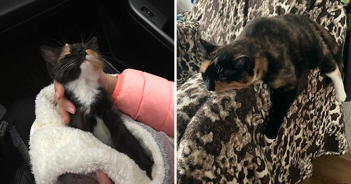 30 "Then And Now" Pics Of Adorable Kittens Turning Into Majestic Cats, As Shared On This "Cat Grows" Group