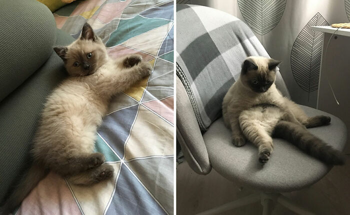 30 "Then And Now" Pics Of Adorable Kittens Turning Into Majestic Cats, As Shared On This "Cat Grows" Group