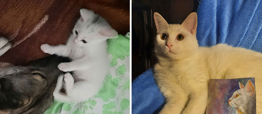 This Community Shows Kittens Then And Now (30 Pics)