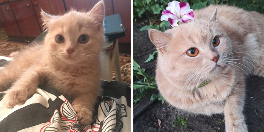 This Community Shows Kittens Then And Now (30 Pics)