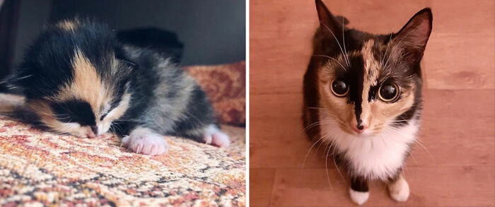 30 "Then And Now" Pics Of Adorable Kittens Turning Into Majestic Cats, As Shared On This "Cat Grows" Group