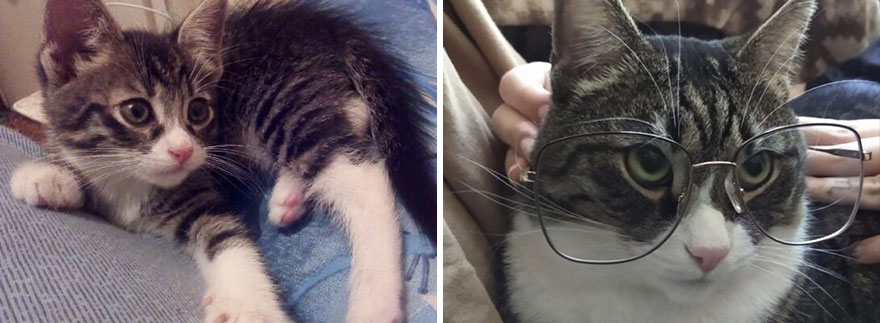 This Community Shows Kittens Then And Now (30 Pics)