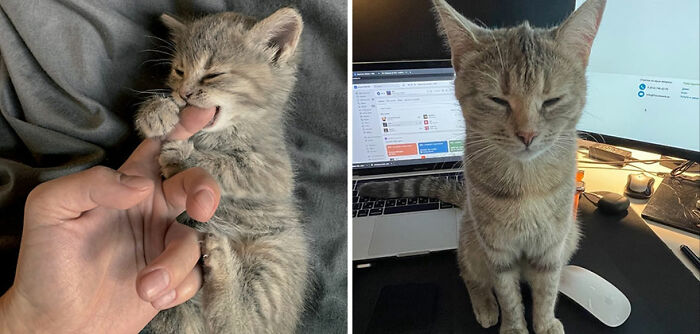 30 "Then And Now" Pics Of Adorable Kittens Turning Into Majestic Cats, As Shared On This "Cat Grows" Group