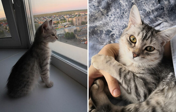 30 "Then And Now" Pics Of Adorable Kittens Turning Into Majestic Cats, As Shared On This "Cat Grows" Group
