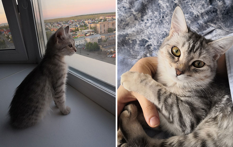 This Community Shows Kittens Then And Now (30 Pics)