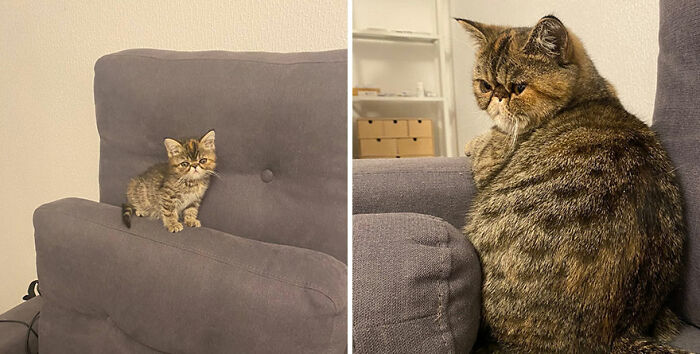 30 "Then And Now" Pics Of Adorable Kittens Turning Into Majestic Cats, As Shared On This "Cat Grows" Group