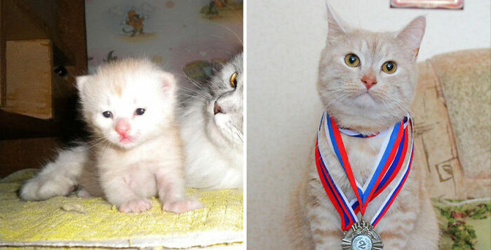 30 "Then And Now" Pics Of Adorable Kittens Turning Into Majestic Cats, As Shared On This "Cat Grows" Group