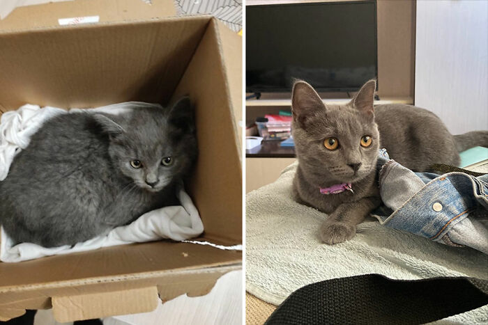 30 "Then And Now" Pics Of Adorable Kittens Turning Into Majestic Cats, As Shared On This "Cat Grows" Group
