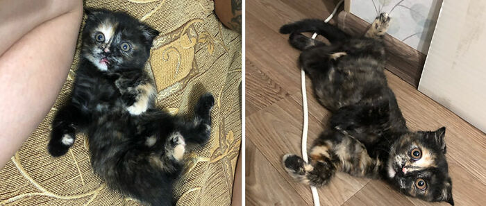 30 "Then And Now" Pics Of Adorable Kittens Turning Into Majestic Cats, As Shared On This "Cat Grows" Group