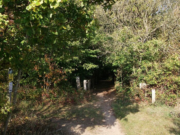 the path into a thick forest