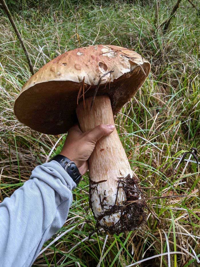 Un enorme Boletus Edulis en la costa de Oregón
