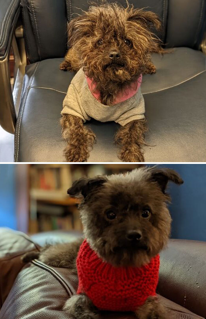 We Adopted Luna Last Week And She Had Her First Grooming Appointment Today. I'm Not Sure We Got The Same Dog Back