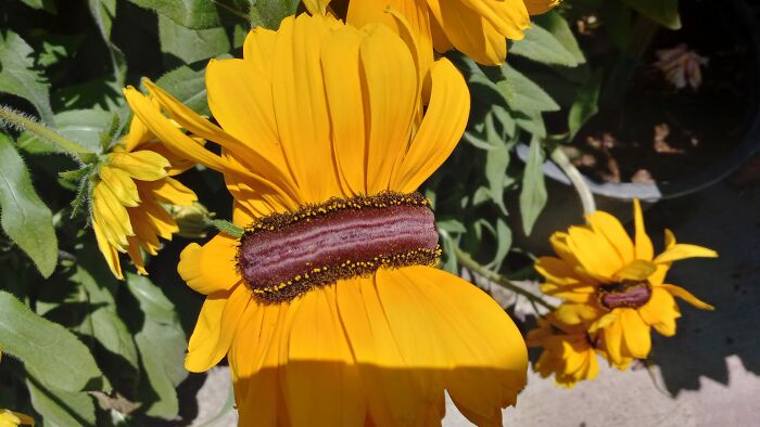 This Flower At Walter Anderson Nursery In San Diego, Ca