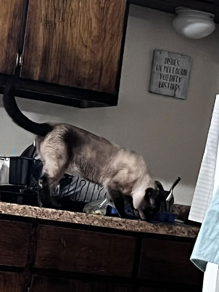 My House, My Kitchen, I Don’t Own A Cat