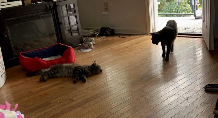 I Have Two Cats. Not These Two Though