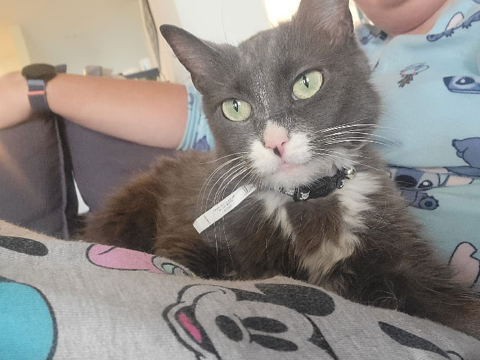 I Have Another Mhnmc! This One Wasn't Brought In My My Dog However This Freeloader Snuck In While We Were Letting The Dogs Out. Meet Taffy, My House, My Lap, Not My Cat!