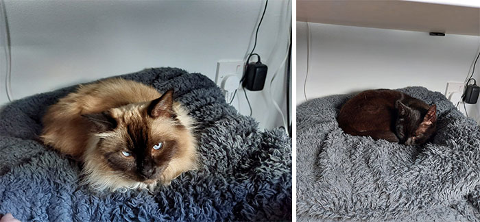 We Do Not Own A Cat, Yet The Footstool Under My Desk (Or At Least The Blanket On It) Has Apparently Become The Place To Be For The Neighbours' Cats
