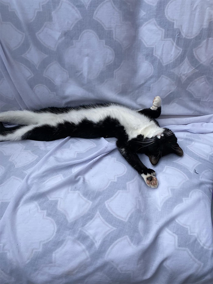 Glad I Bought New Patio For Not My Cat!