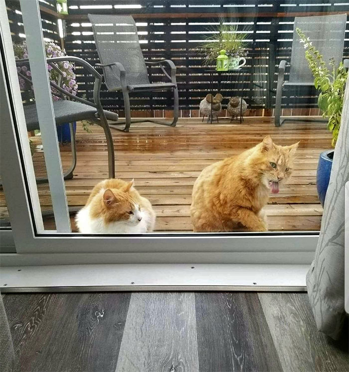 One Of My All Time Favourite Photos Of Our Neighbour's Orange Boys Being Little Creepers. Ivan (White And Orange) Tends To Show Up After It Rains For Whatever Reason And Loves Belly Rubs. Leo (The Window Licker) Meows Like He's Telling You All The Latest Gossip And Makes Grumbling Noises If You Touch Him While He's Eating
