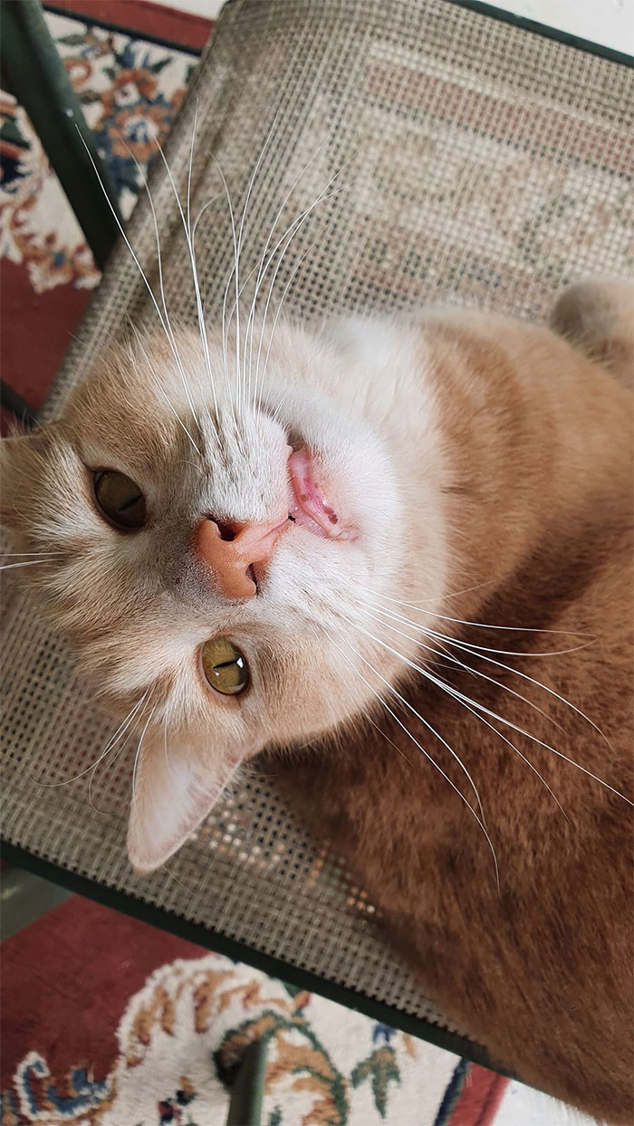 I Have Been Holed Up At Home Sick For The Last Week. My Cat Will Have Nothing To Do With Me. I Sat Out On The Back Patio This Morning For Some Fresh Air And Sunshine, Feeling Pretty Sorry For Myself. Along Came Our 'Not Cat' From Over The Back Fence. To Keep Me Company. Yeay For My Not Cat!