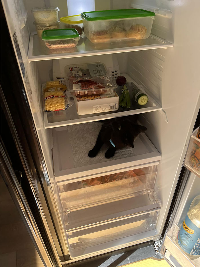 My Fridge, Not My Cat