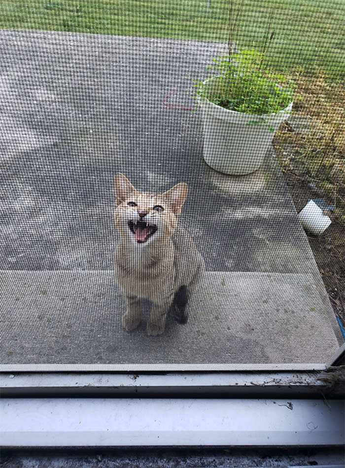 I Finally Have A Mhnmc. She (I Think?) Showed Up The Other Night And I Have Been Giving Her Food, She Is All Alone From What I Can Tell And Is Very, Very Sweet. I Wish I Could Keep Her But We Will Probably Take Her To The No Kill Shelter