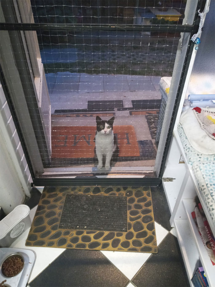 My House, My Door, Not My Cat. What Does He Want?