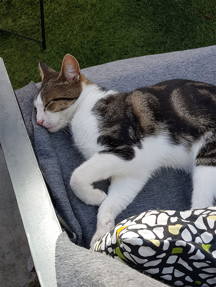 Not A Thought In His Head. Not A Care In The World. My Yard, My Chair, Not My Cat. (Yes, He Is Alive. I Checked)