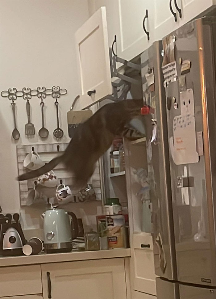 He Found The Tuna Cupboard And Bravely Went For It. The Only Issue Is That I Have Never Seen Him Before In My Life