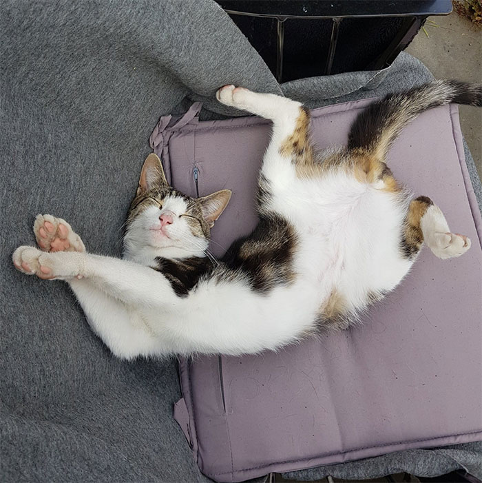 My Garden. My Chair. Not My Cat. Tut, Sigh Etc