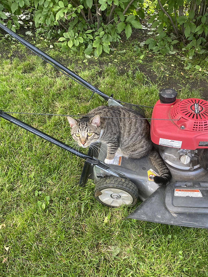 My Lawnmower, Not My Cat
