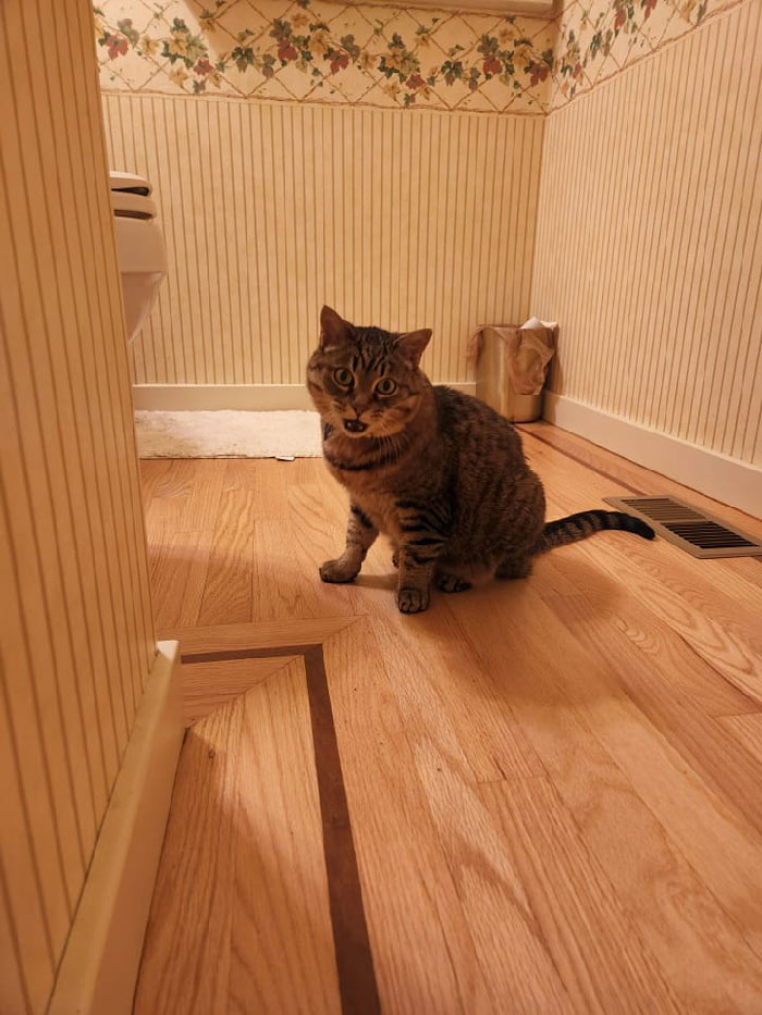 This Is Tyrus Who Is For Sure Not My Cat. I Went Outside To Pick Flowers And Left The Door Open A Bit And She Invited Herself In