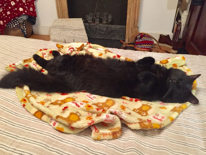 He Comes, Takes A Nap And Leaves. No Idea Where He Comes From