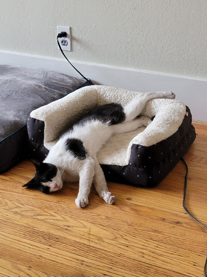 One Of My Neighbor's Cats Just Making Himself Comfortable In My House