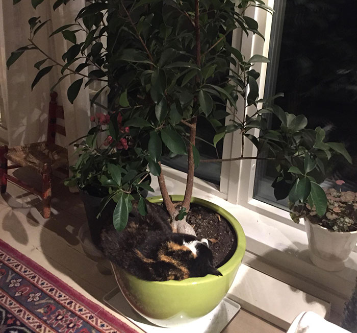 My Cat Likes To Sleep In The Flower Pot