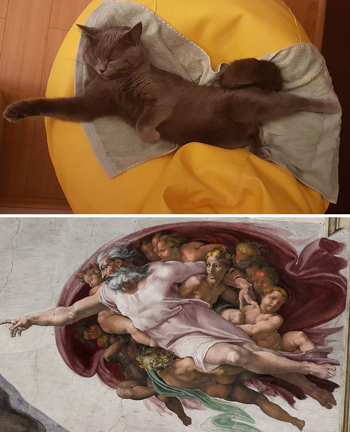 So I Caught My Cat Sleeping In This Position