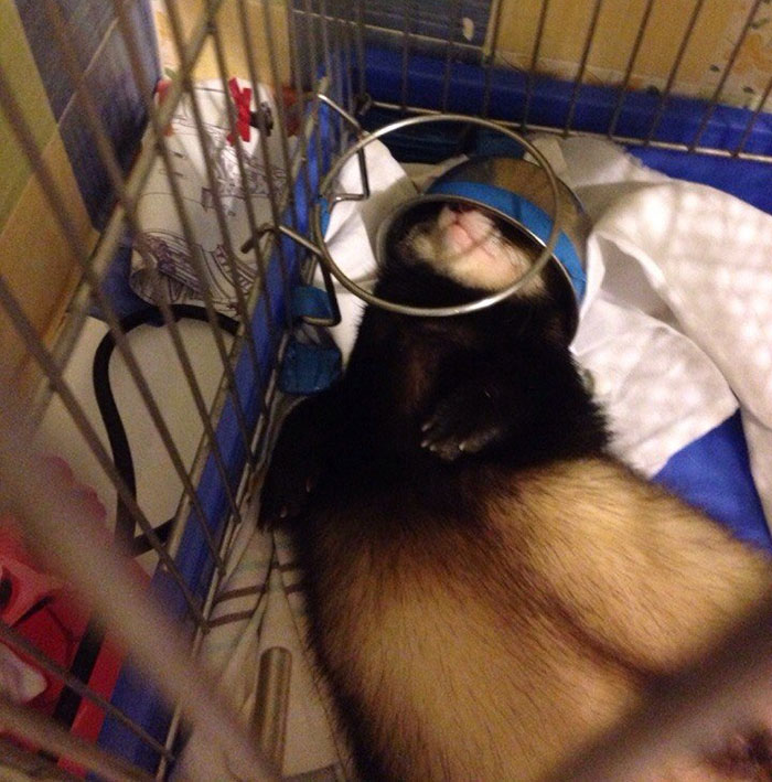 Helmet. Ferret Sleeps With A Bowl On Her Head