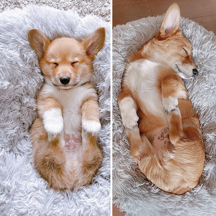 Two Months After I Got Him And Darwin Still Holds His Own Paws When He Sleeps