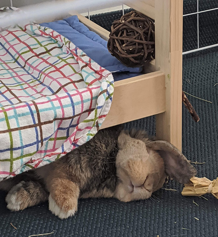 Why Sleep On The Bed When You Can Sleep Under The Bed