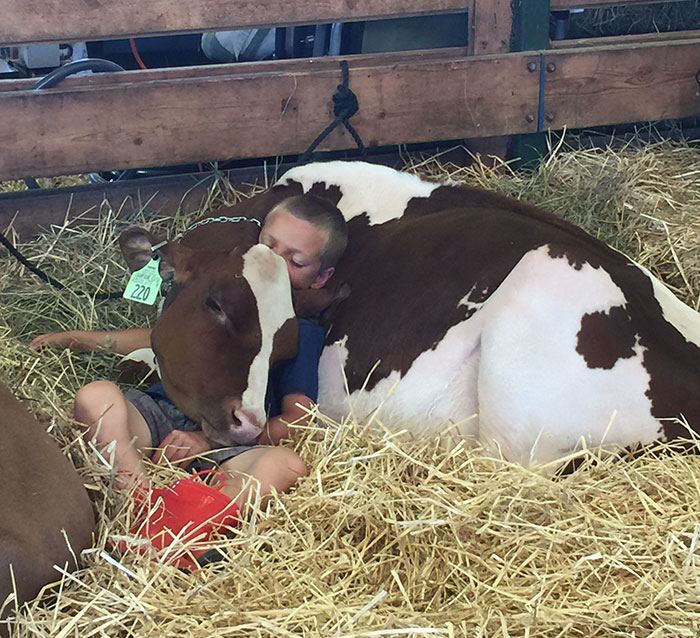 A Boy And His Cow Napping At The Goshen Fair