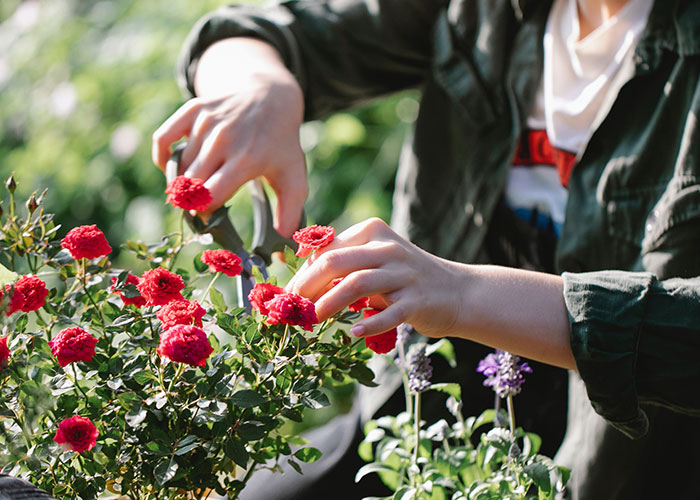 Woman Refuses To Remove Her Rose Garden, So Allergic Neighbor Takes Care Of It Herself And Gets The Cops Called On Her Woman Refuses To Remove Her Rose Garden, So Allergic Neighbor Takes Care Of It Herself And Gets The Cops Called On Her