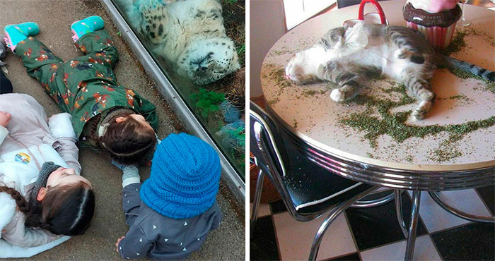 50 Hard To Explain But Impossible Not To Love Animal Pics, As Shared By This IG Page (New Pics)