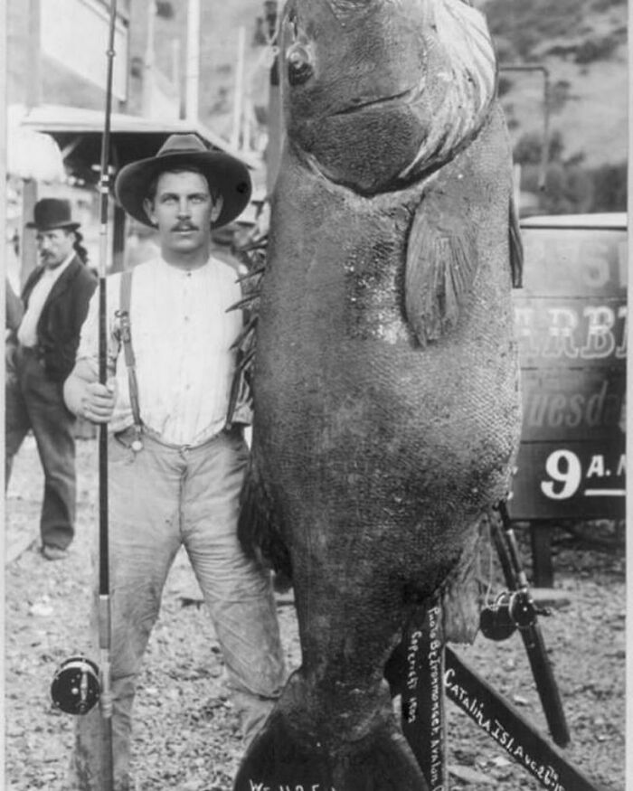 Fisherman Edward Llewellen With The World's Record Black Sea Bass (425 Lbs / 192kg)