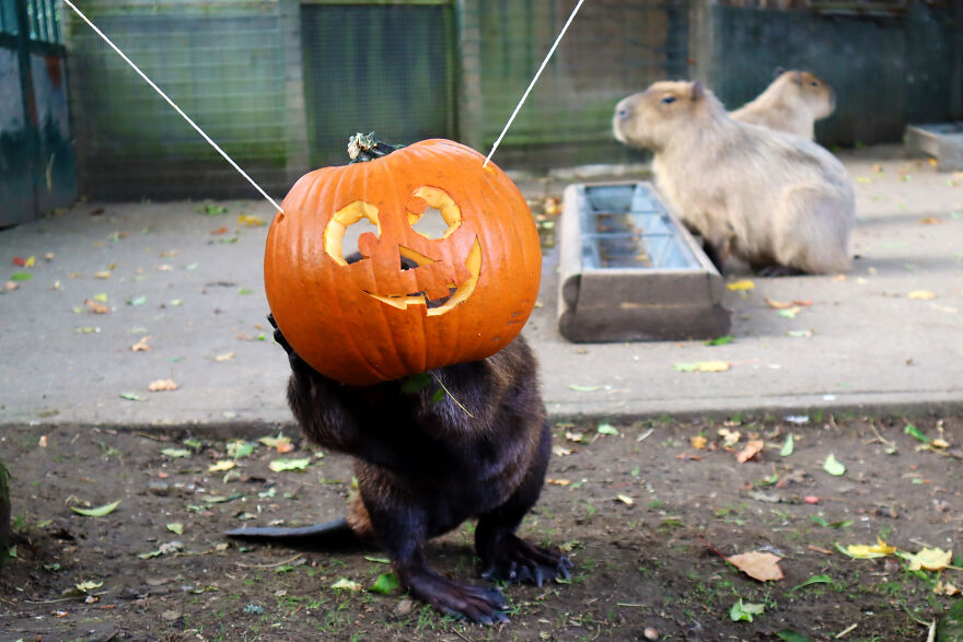 We Photographed Zoo Animals Wearing Pumpkins, And The Result Might Make You Smile