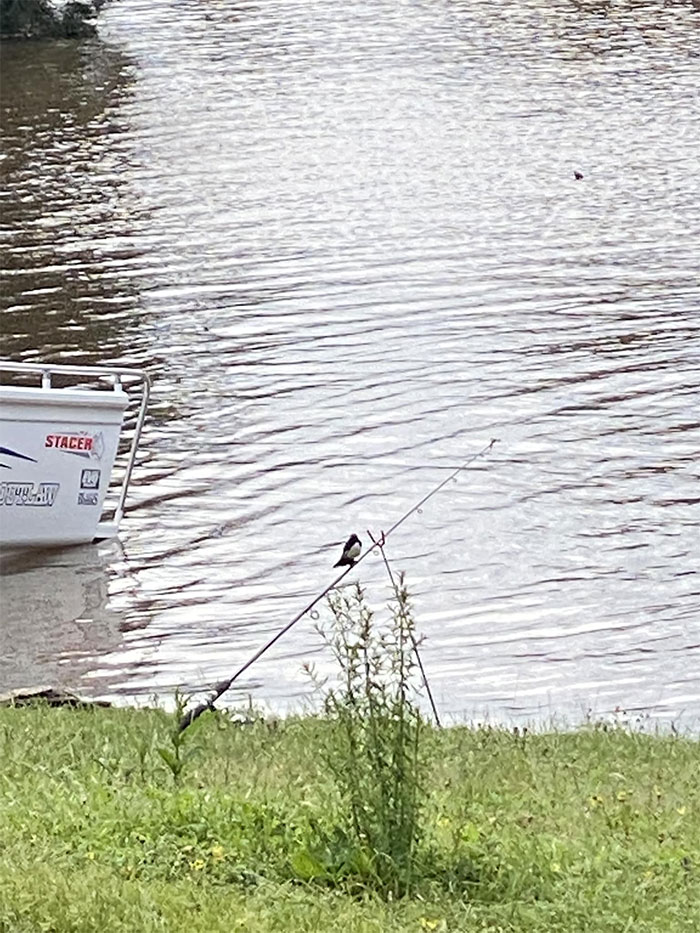 I Thought I Had A Fish