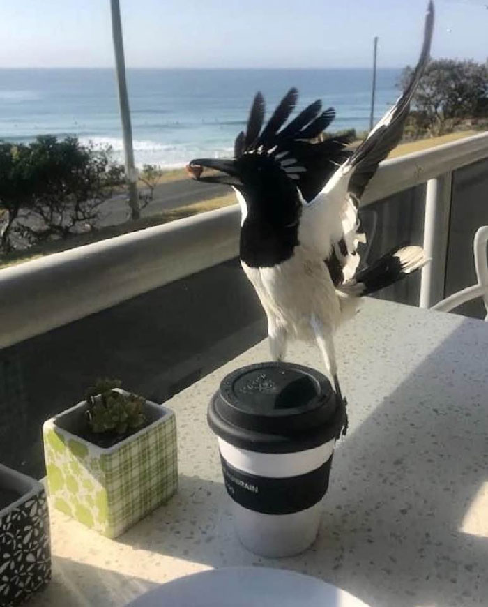 Holy C. She Stole My Breaky