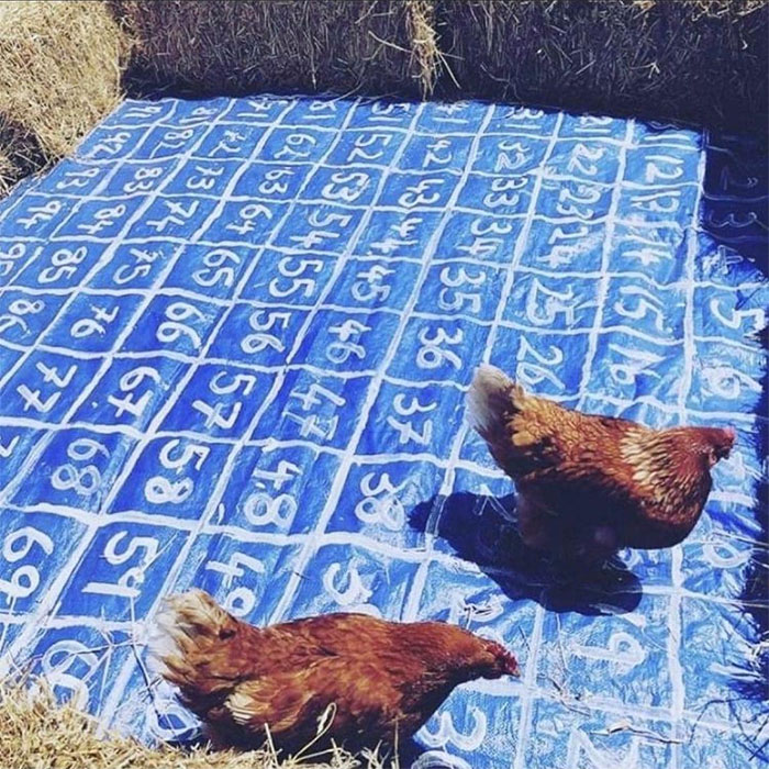 Behold! I Have Taken This From My Feed, Chook Poo Lotto, Guess Who I Thought Of!