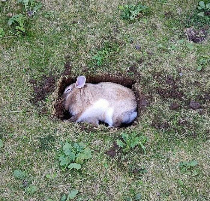 My Pet Fish Is Close To Passing Away, So I've Dug Him A Grave In The Garden
