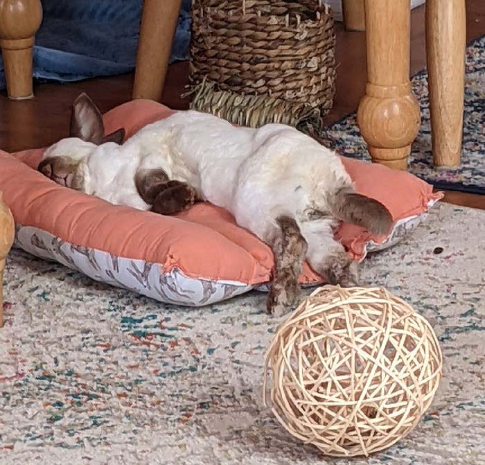 This [Jerk] Sleeps Like A Middle Aged Man Who Barely Made It To The Bed After Too Many Beers, Love Her Though