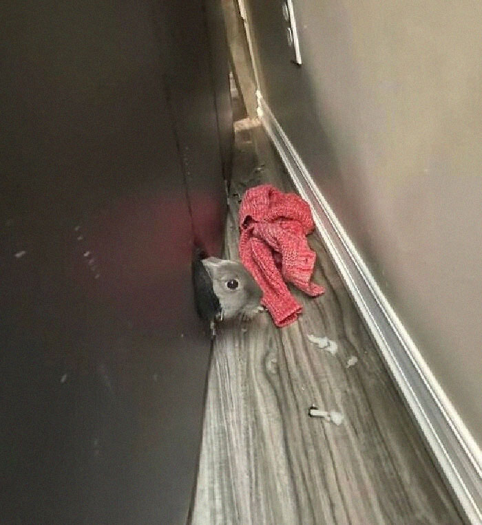 Ahh Yes… Time To Buy My Monthly New Couch